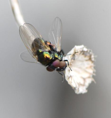 Lamprolonchaea smaragdi
